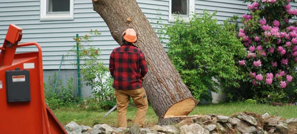 tree removal equipment